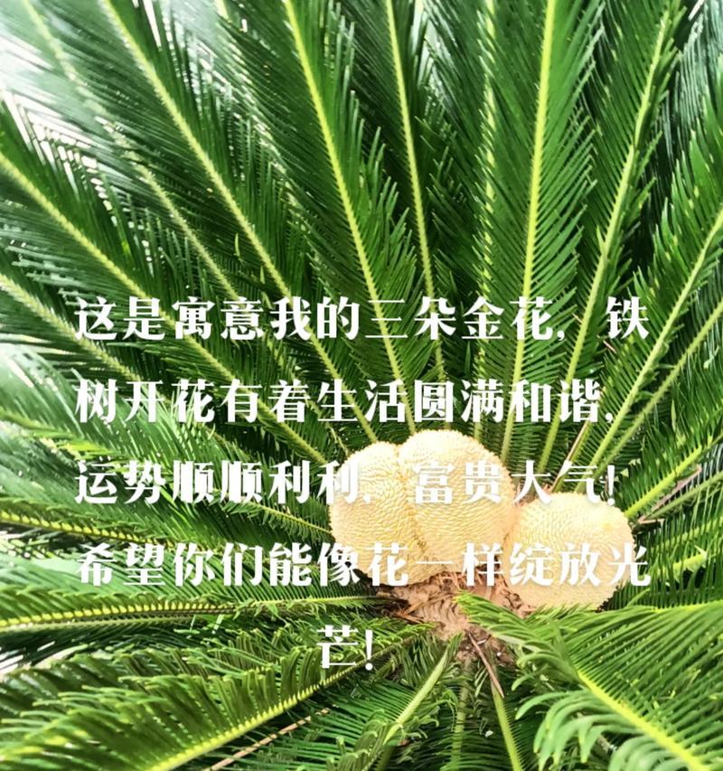 104朵花的寓意是什么意思？花语背后隐藏着哪些情感表达？