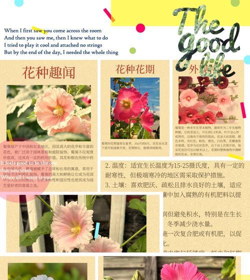 104朵花的寓意是什么意思？花语背后隐藏着哪些情感表达？