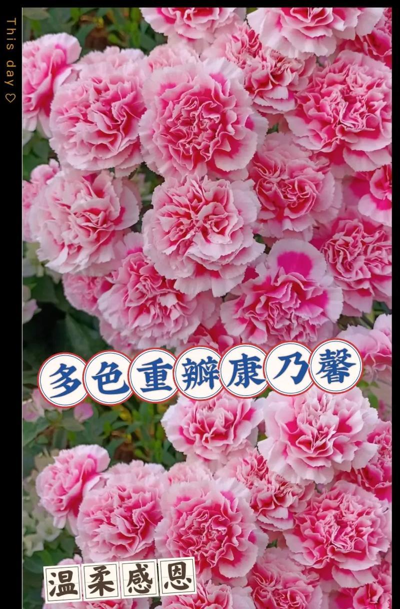 康乃馨花语是什么？不同颜色的康乃馨代表什么含义？