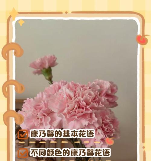 康乃馨花语是什么？不同颜色的康乃馨代表什么含义？