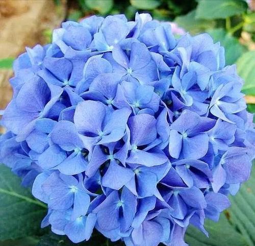 蓝色的花象征救世的含义是什么？