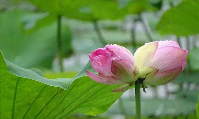 精益求精的花语是什么？如何用花表达追求卓越的精神？