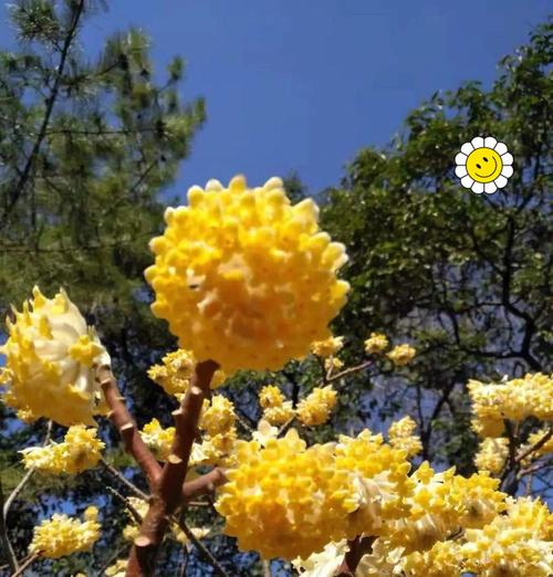 象征爱意的花香是什么花？哪种花最能代表爱情？