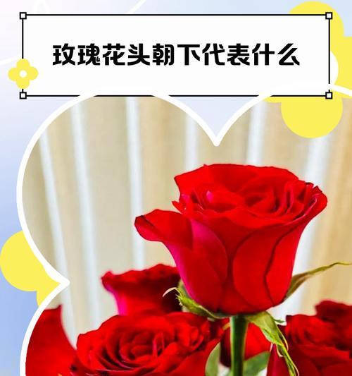 什么花的花语代表道歉？了解对不起的花语含义是什么？