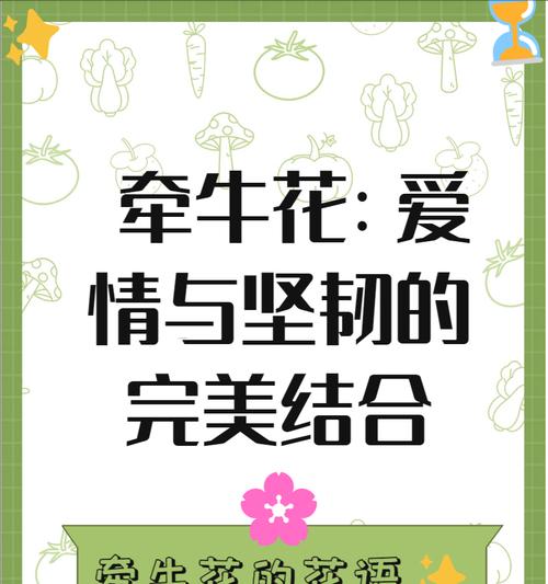 浪漫的花寓意什么含义和象征？如何解读不同花朵的象征意义？