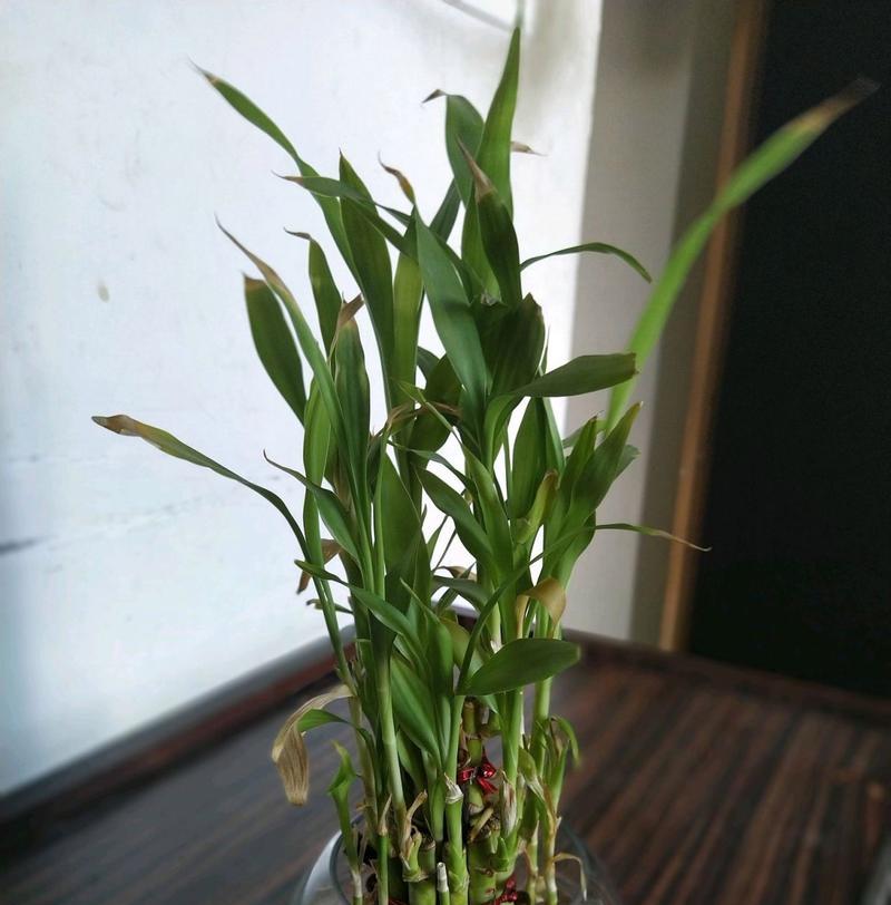 寓意平安回来的花是什么花？如何选择寓意吉祥的花卉？