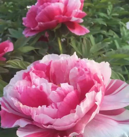 寓意平安回来的花是什么花？如何选择寓意吉祥的花卉？