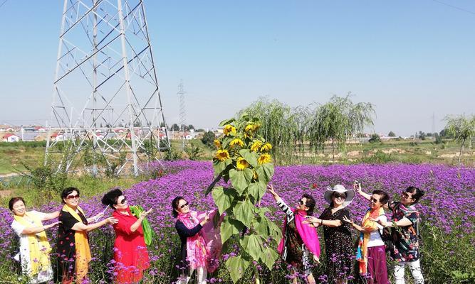 小镇文学的花语代表什么含义？如何理解其深层意义？