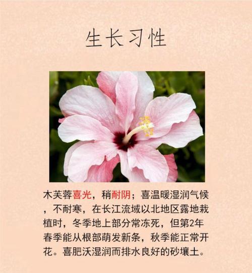 送五个花代表什么含义？五个花的象征意义是什么？