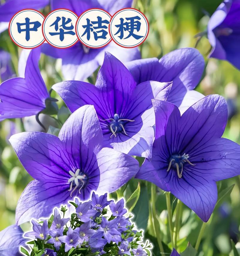 桔梗花的花语是什么？了解其独特含义和象征意义？