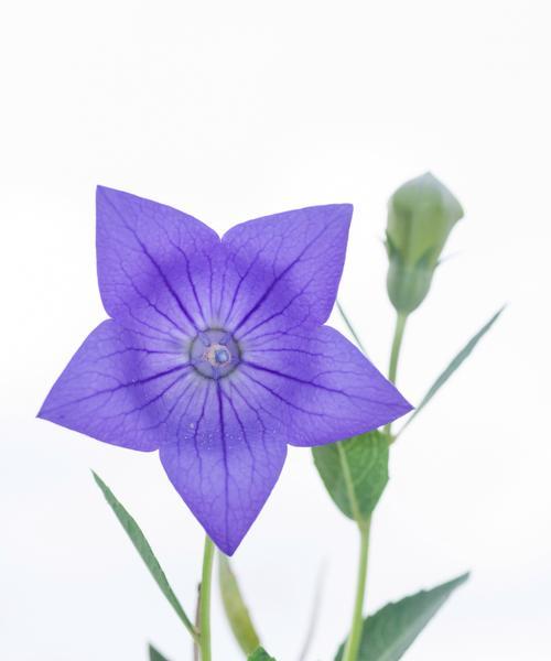 桔梗花的花语是什么？了解其独特含义和象征意义？