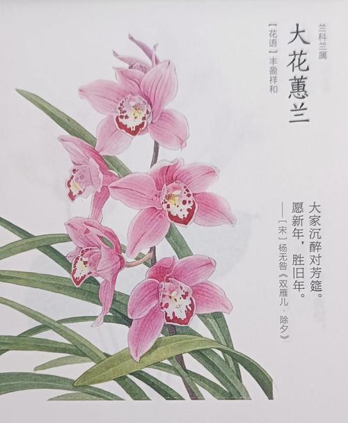 新年寓意好的花是什么花？如何选择寓意吉祥的花卉？