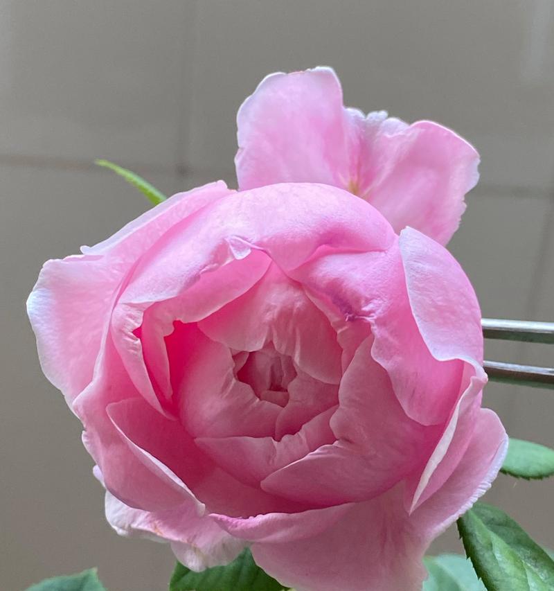 象征自由灵魂独立的花是什么花？这种花的花语有何含义？