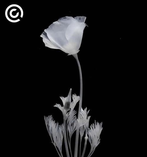 象征自由灵魂独立的花是什么花？这种花的花语有何含义？