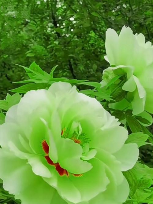 象征永存的花朵是什么花？哪种花象征着永恒不变？