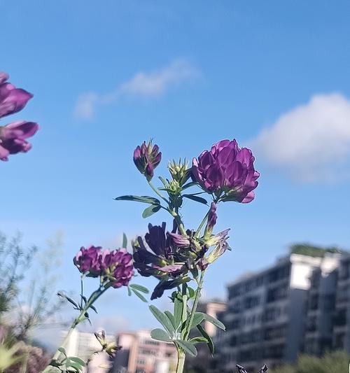 象征永存的花朵是什么花？哪种花象征着永恒不变？
