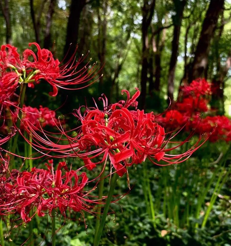 寓意我不爱你的花是什么花？这种花的含义你知道吗？