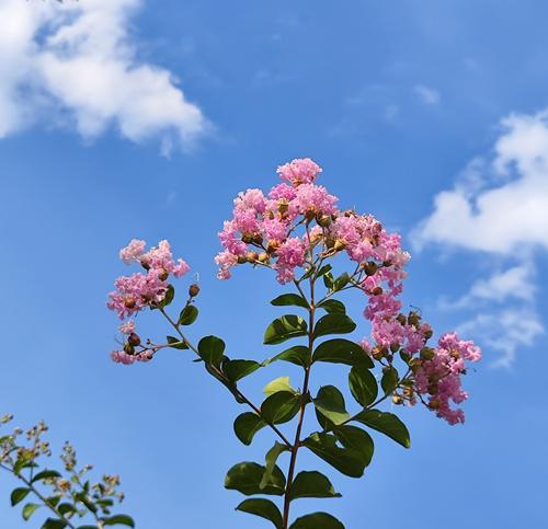 乐子花的花语是什么？如何正确解读乐子花的含义？
