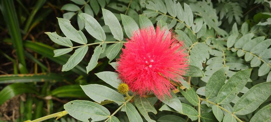 乐子花的花语是什么？如何正确解读乐子花的含义？