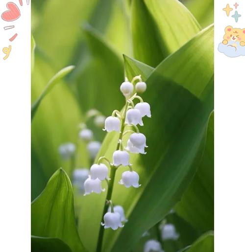 象征纯洁笑容的花是什么花？这种花的花语有哪些含义？
