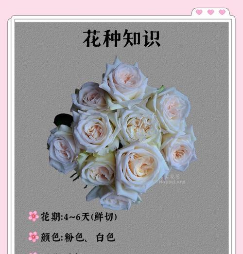 加油荔枝花语是什么？如何表达对朋友的鼓励和支持？
