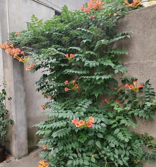 花绿绿的寓意和象征是什么？如何理解花绿绿的深层含义？