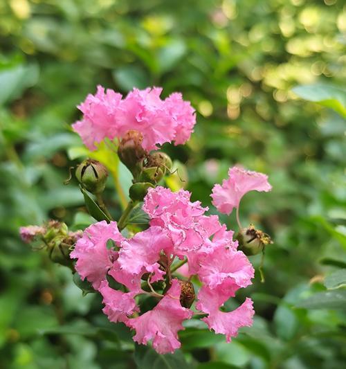 紫薇植物花语是什么？了解紫薇的象征意义和文化内涵？