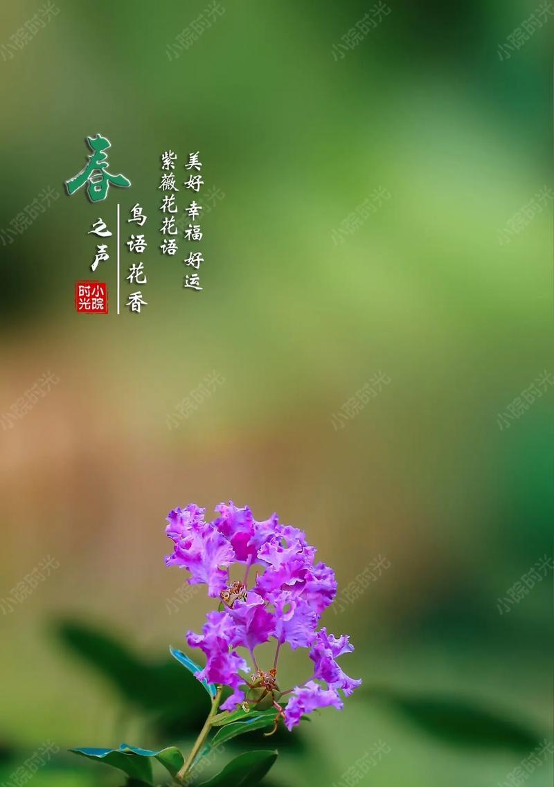 紫薇植物花语是什么？了解紫薇的象征意义和文化内涵？