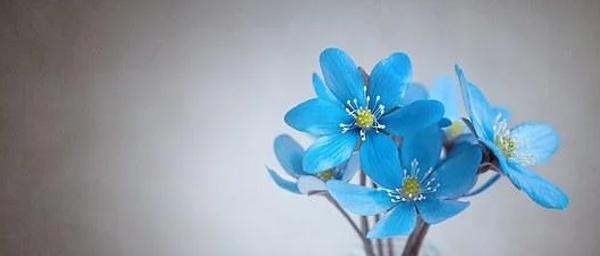 cac的花语是什么？如何正确解读花的语言？