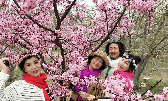 樱花语是什么？樱花代表的含义有哪些？