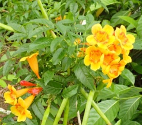 倒钟花的寓意是什么？倒钟花象征着什么含义？