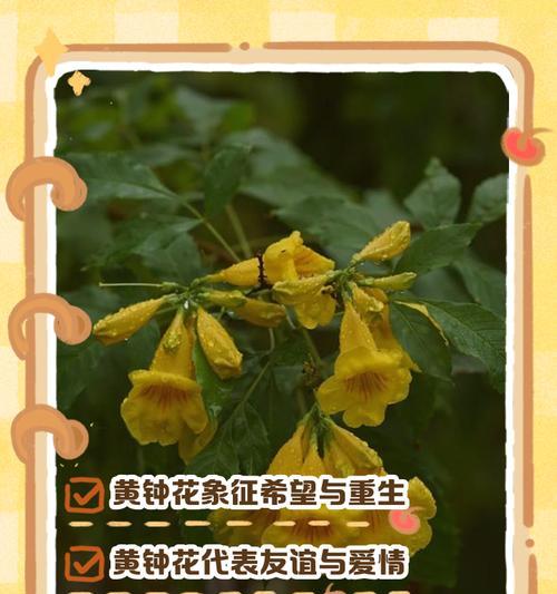 倒钟花的寓意是什么？倒钟花象征着什么含义？
