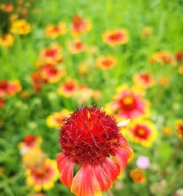 白象花象征什么含义？白象花的花语有哪些？