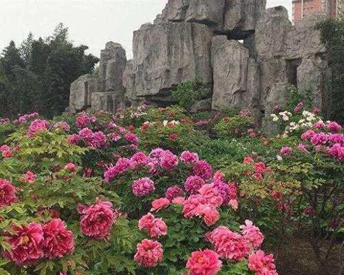 什么花寓意硬气的花？硬气花语有哪些？