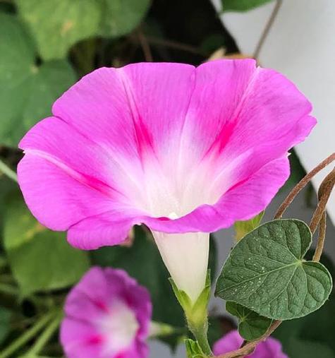 牵牛花象征的故事是什么？它的花语和寓意有哪些？