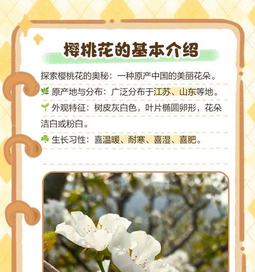 桃子的花语是什么意思？如何理解桃子的花语象征？