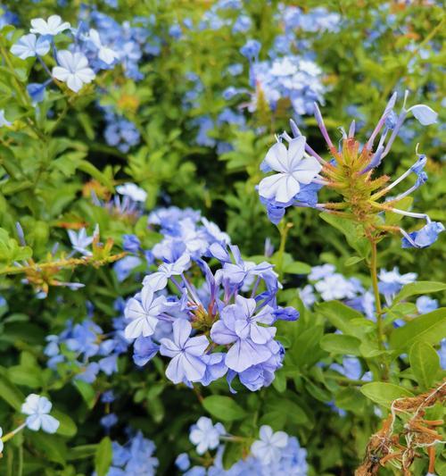 象征希望的浅绿色花朵是什么花？这种花的花语有哪些含义？