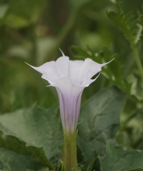象征希望的浅绿色花朵是什么花？这种花的花语有哪些含义？