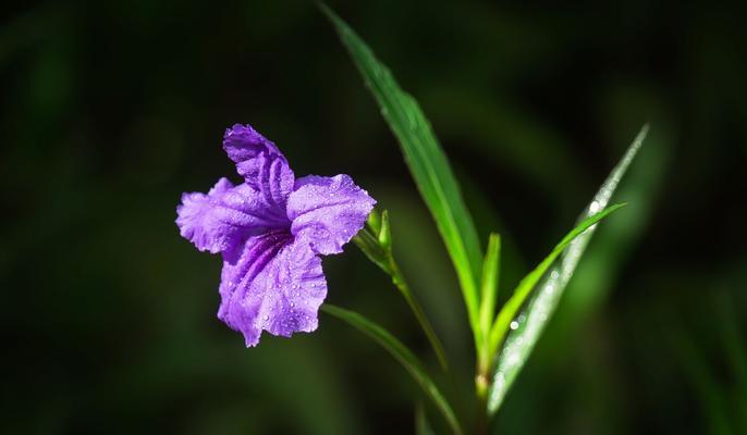 象征希望的浅绿色花朵是什么花？这种花的花语有哪些含义？