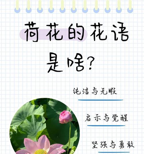 打算放下的花语是什么？如何表达结束与新的开始？
