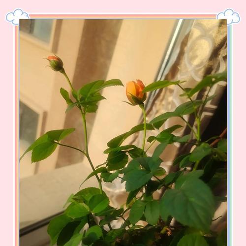 打算放下的花语是什么？如何表达结束与新的开始？