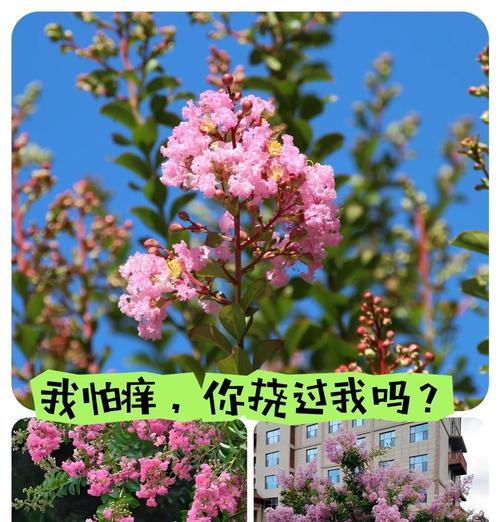 紫薇花语的含义是什么？如何解读紫薇的花语？