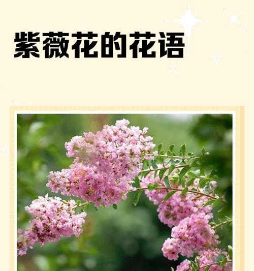 紫薇花语的含义是什么？如何解读紫薇的花语？