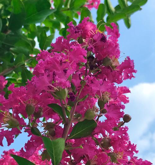 紫薇花语的含义是什么？如何解读紫薇的花语？