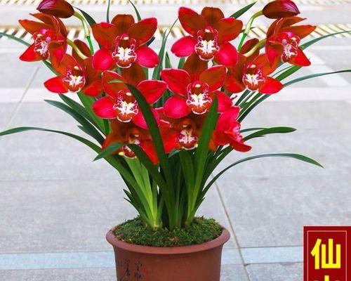 清香型寓意好的花有哪些？它们分别代表什么含义？