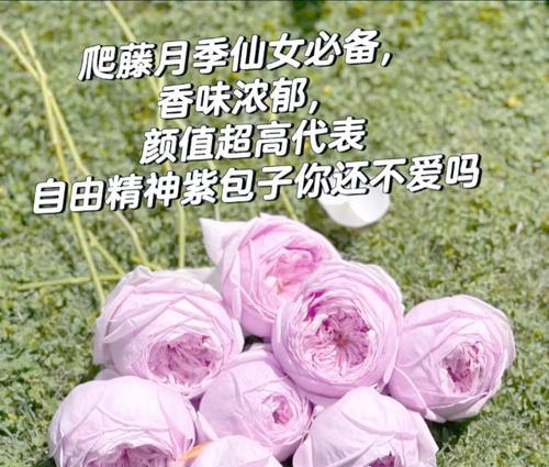 什么花象征自由？揭秘花语背后的含义！