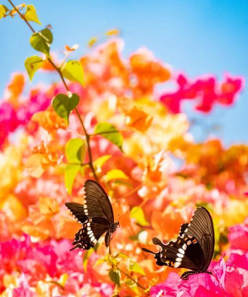 花桥的花代表什么？花桥花卉的寓意有哪些？
