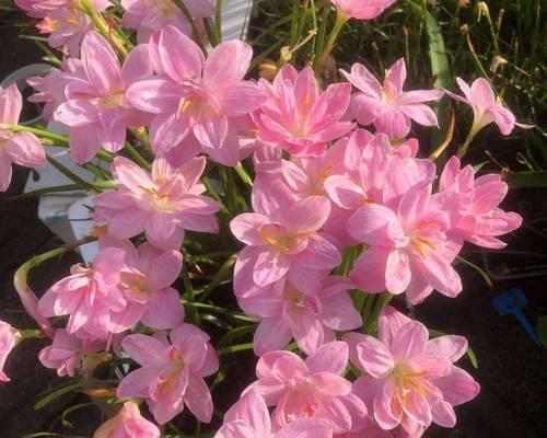 夏天象征性的花朵有哪些？它们的花语是什么？