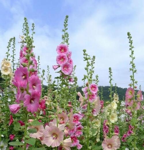 夏天象征性的花朵有哪些？它们的花语是什么？