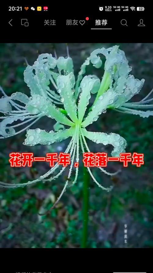 竹林里种彼岸花的寓意是什么？彼岸花种植的深层含义探讨？